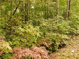LOT 66 Shumont Estates