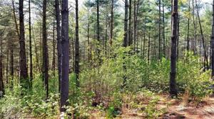 0 Pine Ridge Drive