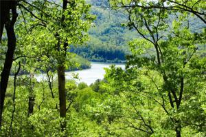 98-2 Wild Orchid Trail
