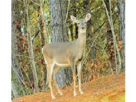 154 Lot 66 Water Oak Way 