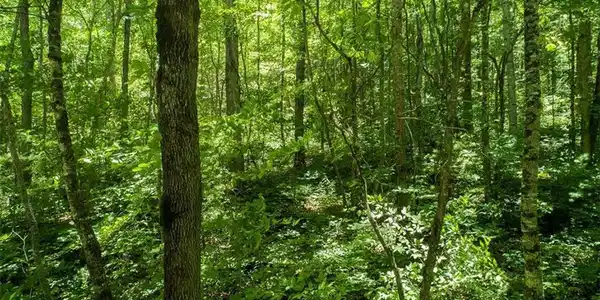 Lot #2 Cedar Creek Farm Road