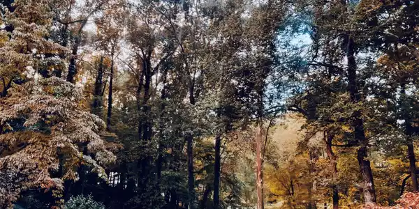 Image 4 Image 4