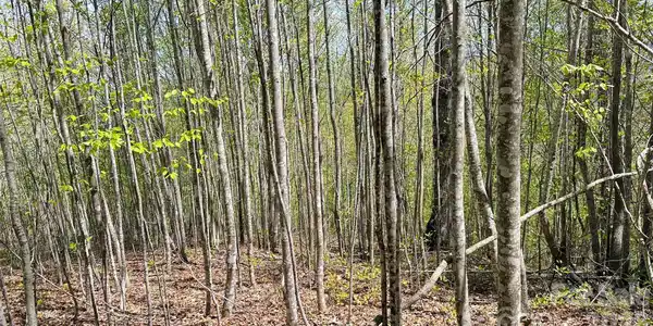 Image 4 Image 4