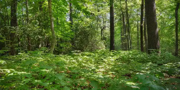 Lot 161 Eagle Lake Drive