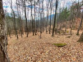 LOT 83 Walnut Lane