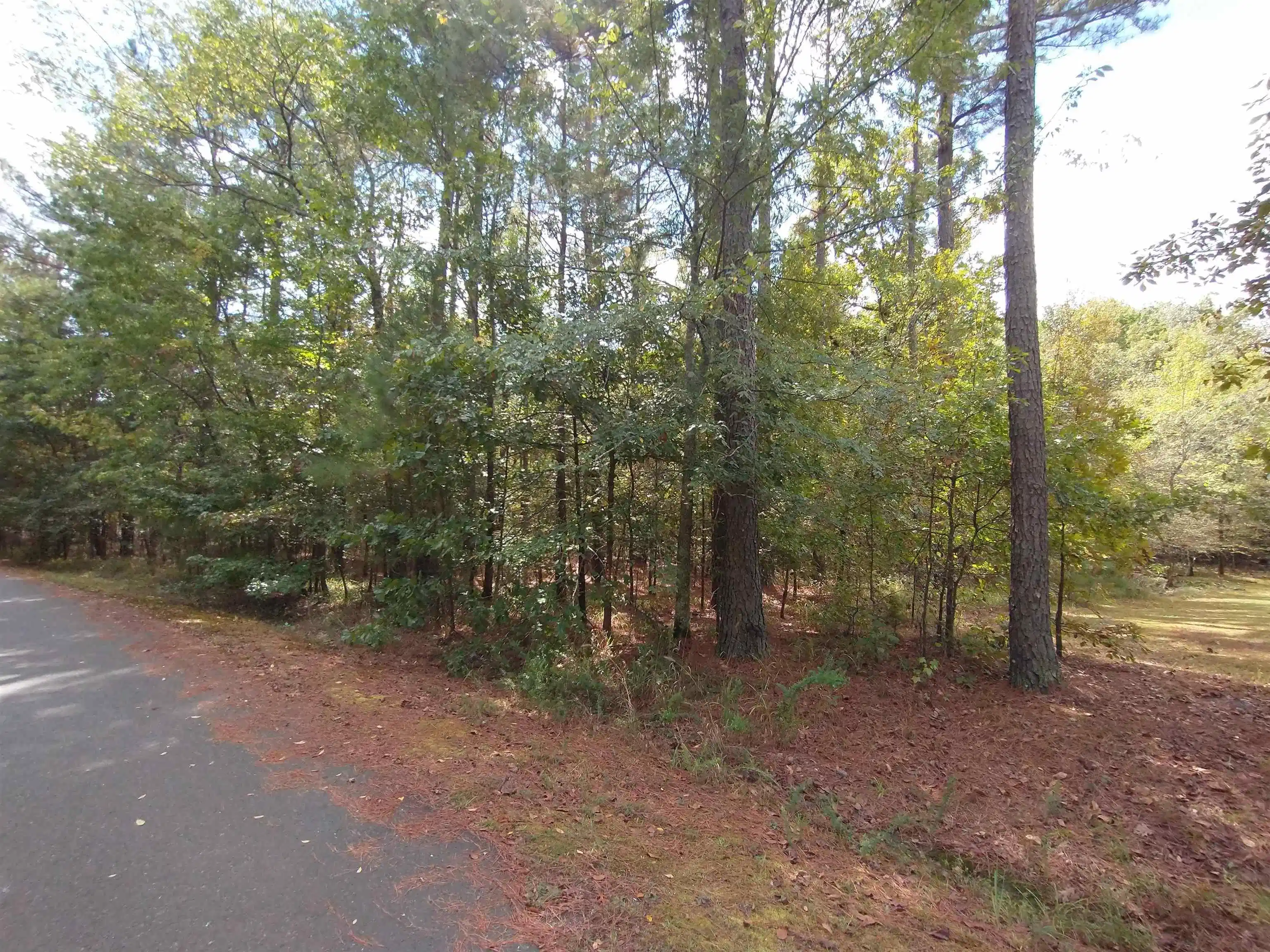 Image 1: Image 1