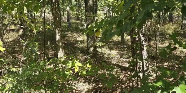 Lot 415 Plum Hollow