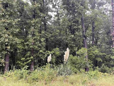 TBD Blackfoot Drive
