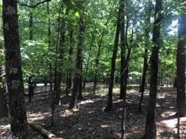 15 Loblolly