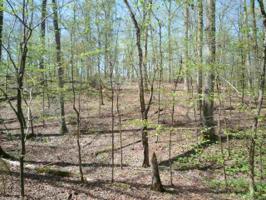 TBD White Oak