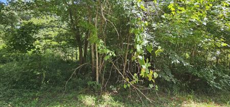 Lot 5&6/Blk 3 Williams Road