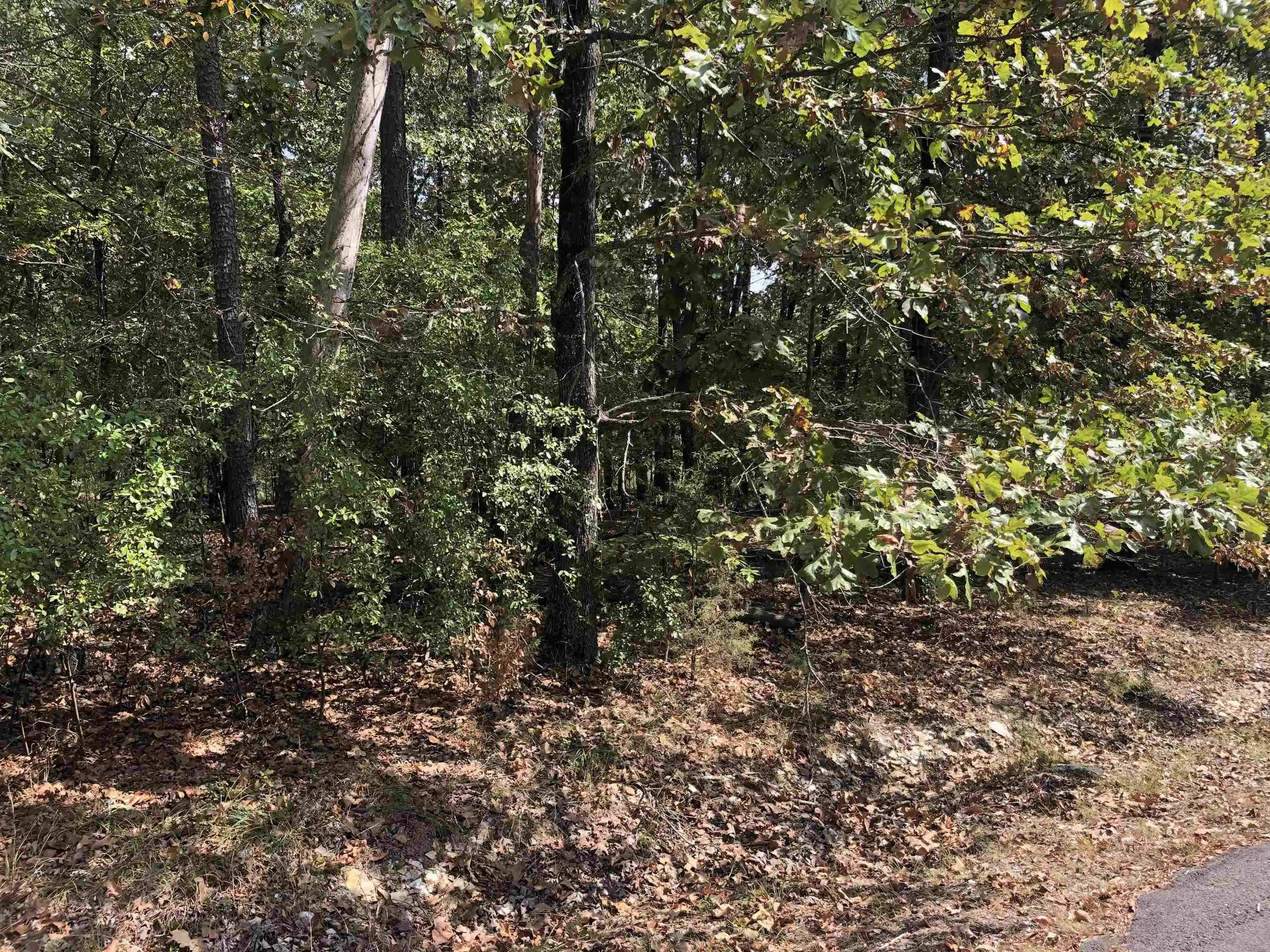 Image 1: Image 1