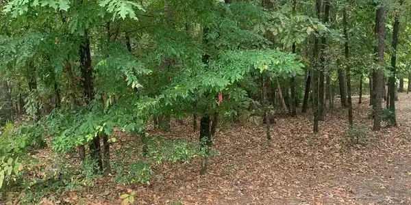 Image 2: Image 2