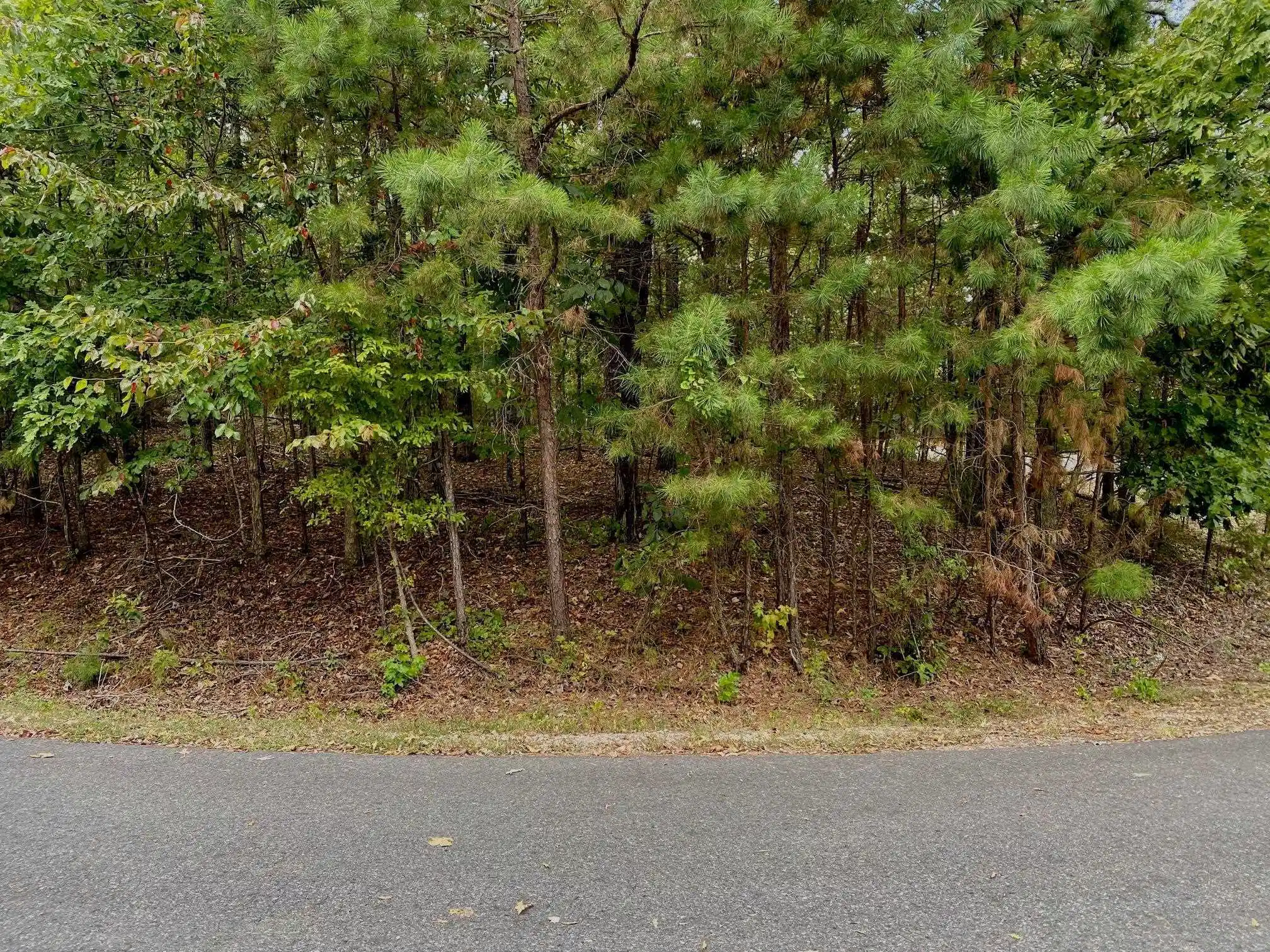 Image 1: Image 1