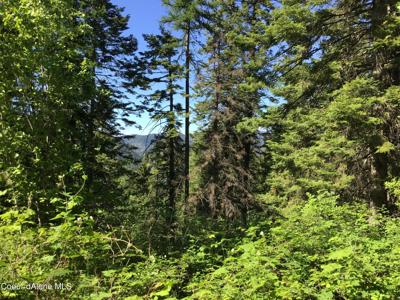 FLY CATCHER  LTS 13 & 14