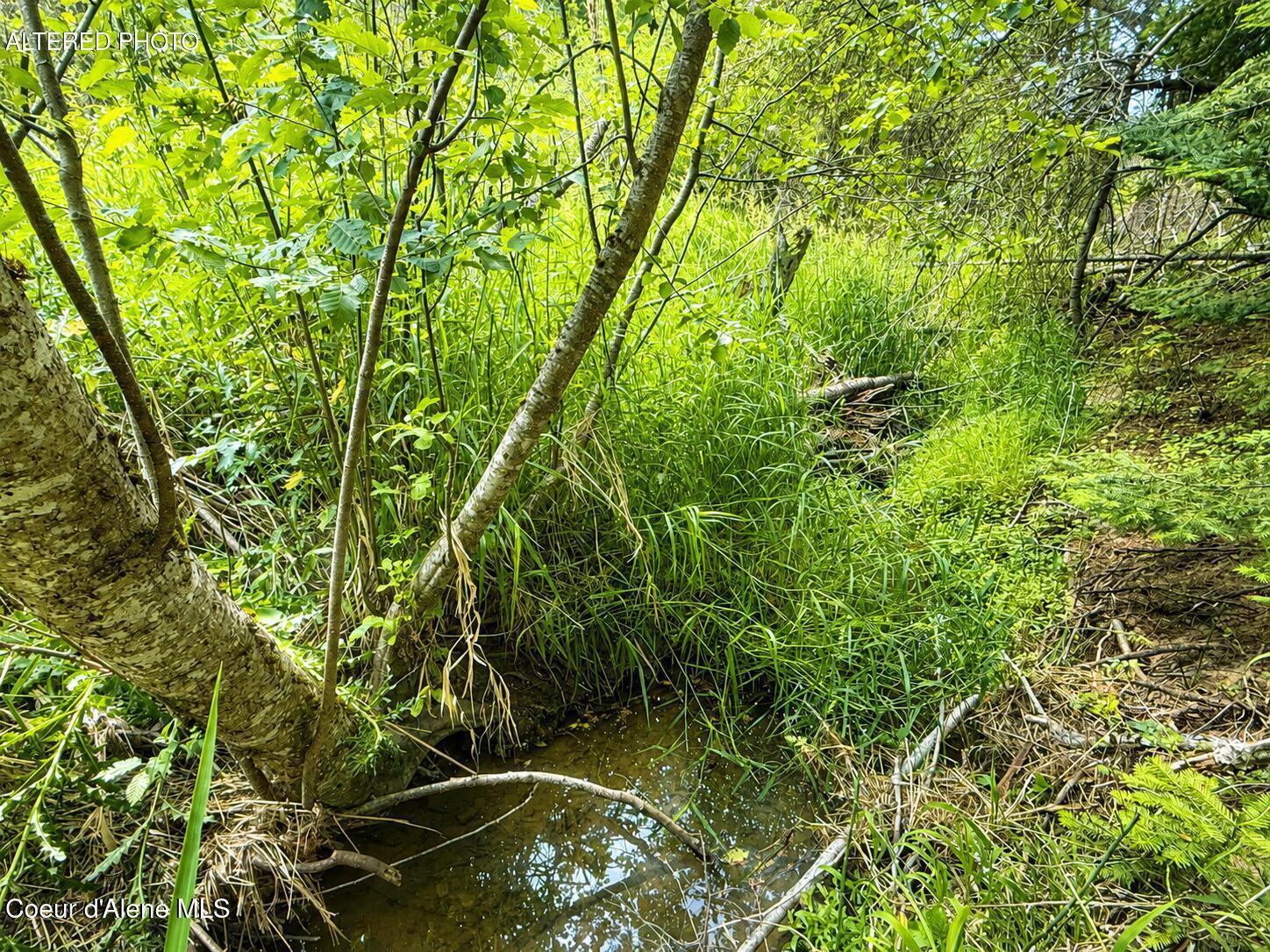 Image 3: Seasonal Creek through Lush Forest