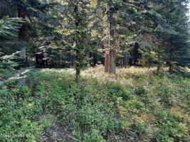 NNA Cottonwood Lane