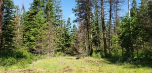 NNA Stoneridge Pines