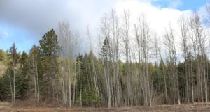 NKA LOT 2 E Cape Horn Rd