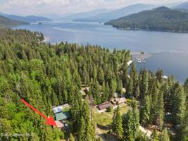 52 White Fir