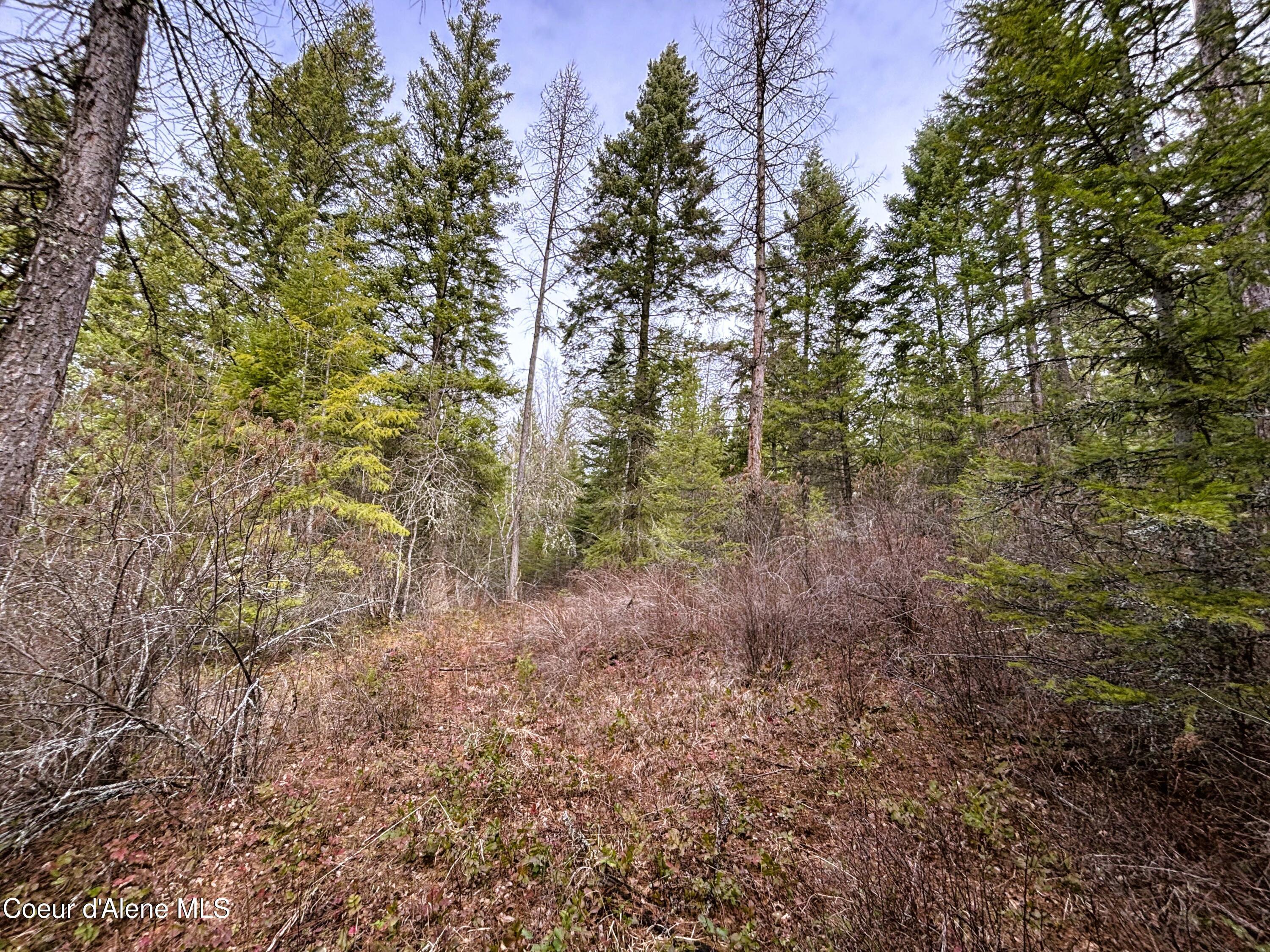 Image 1: Nicely forested