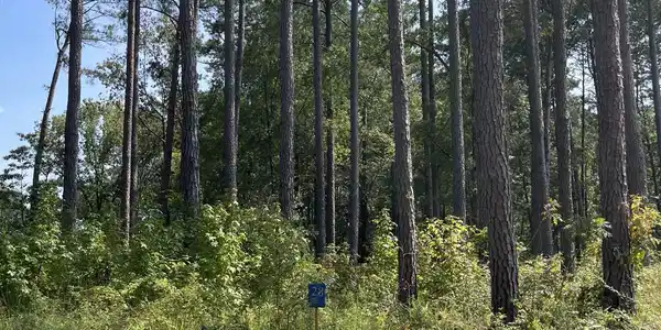Venus Drive