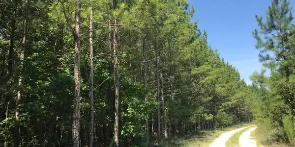 Syrup Mill Road