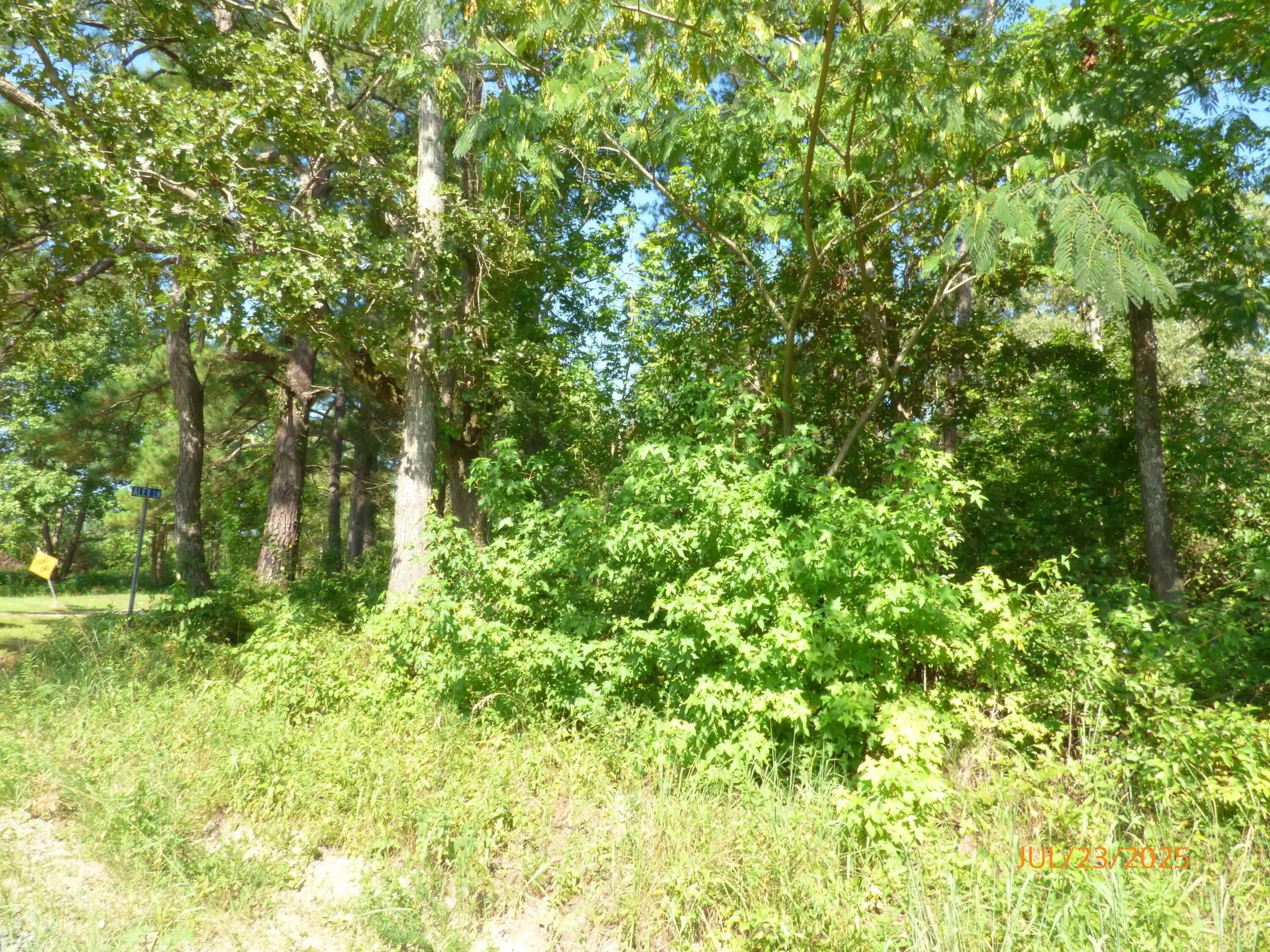 Image 1: Big Wood