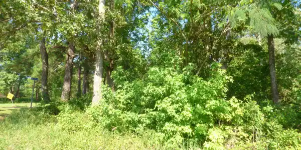 Big Woods Road