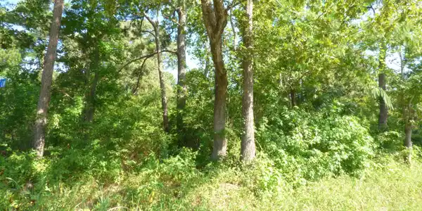 Image 2: Wood Lot