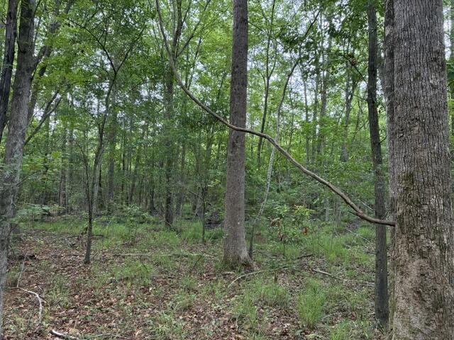 Image 3: IMG_1653