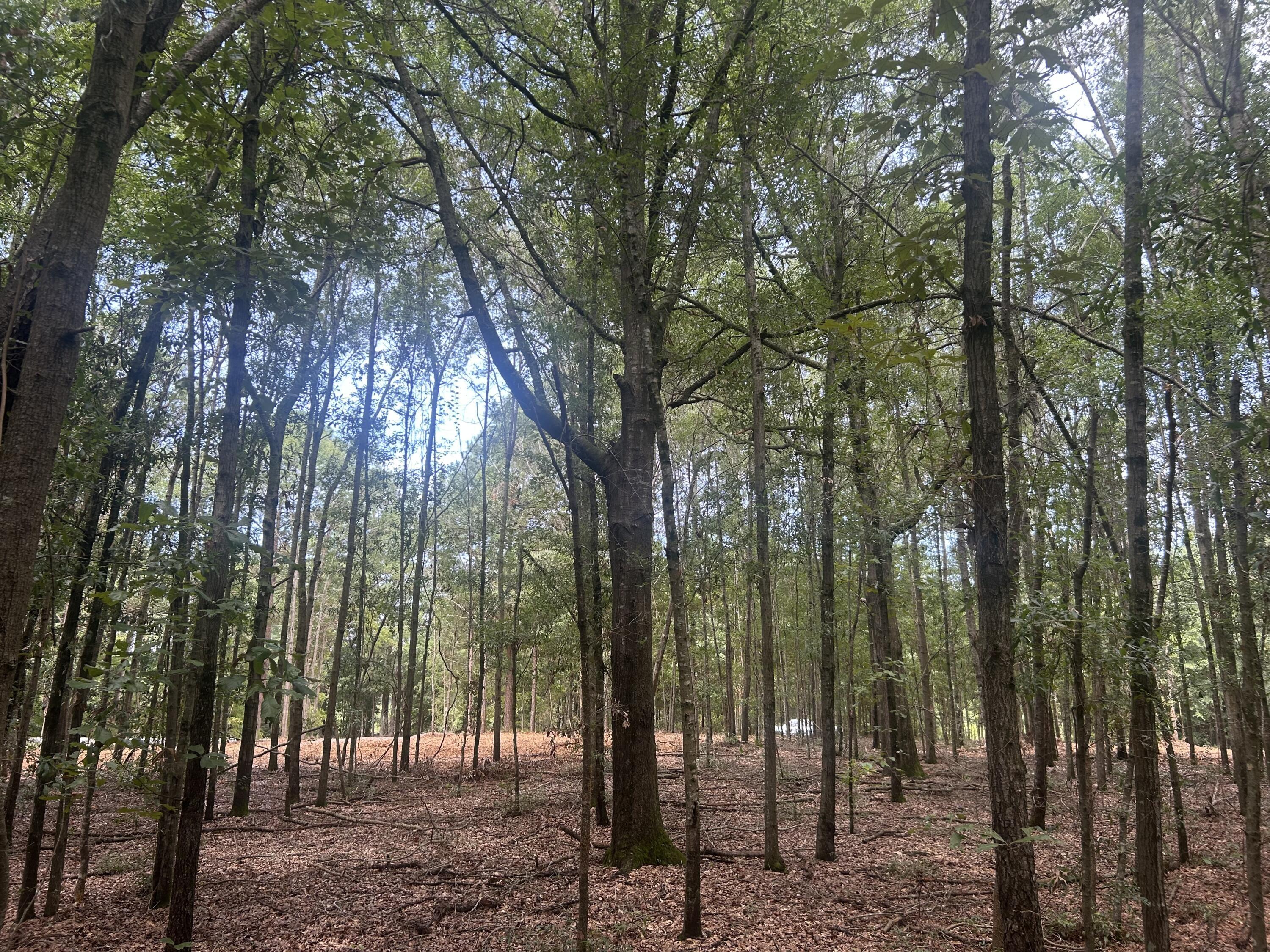 Image 2: IMG_2015