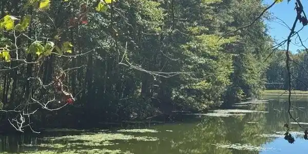 Poplar Creek Drive