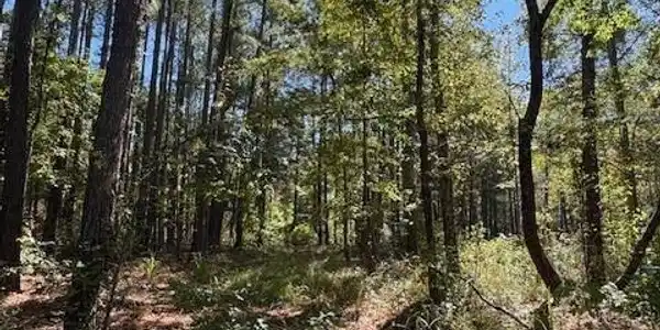 Image 4: poplarcreekmain