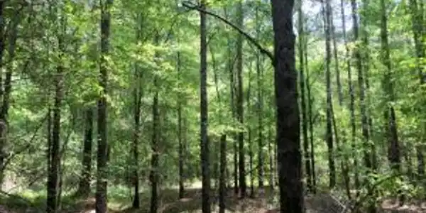 0-Oaks-Road