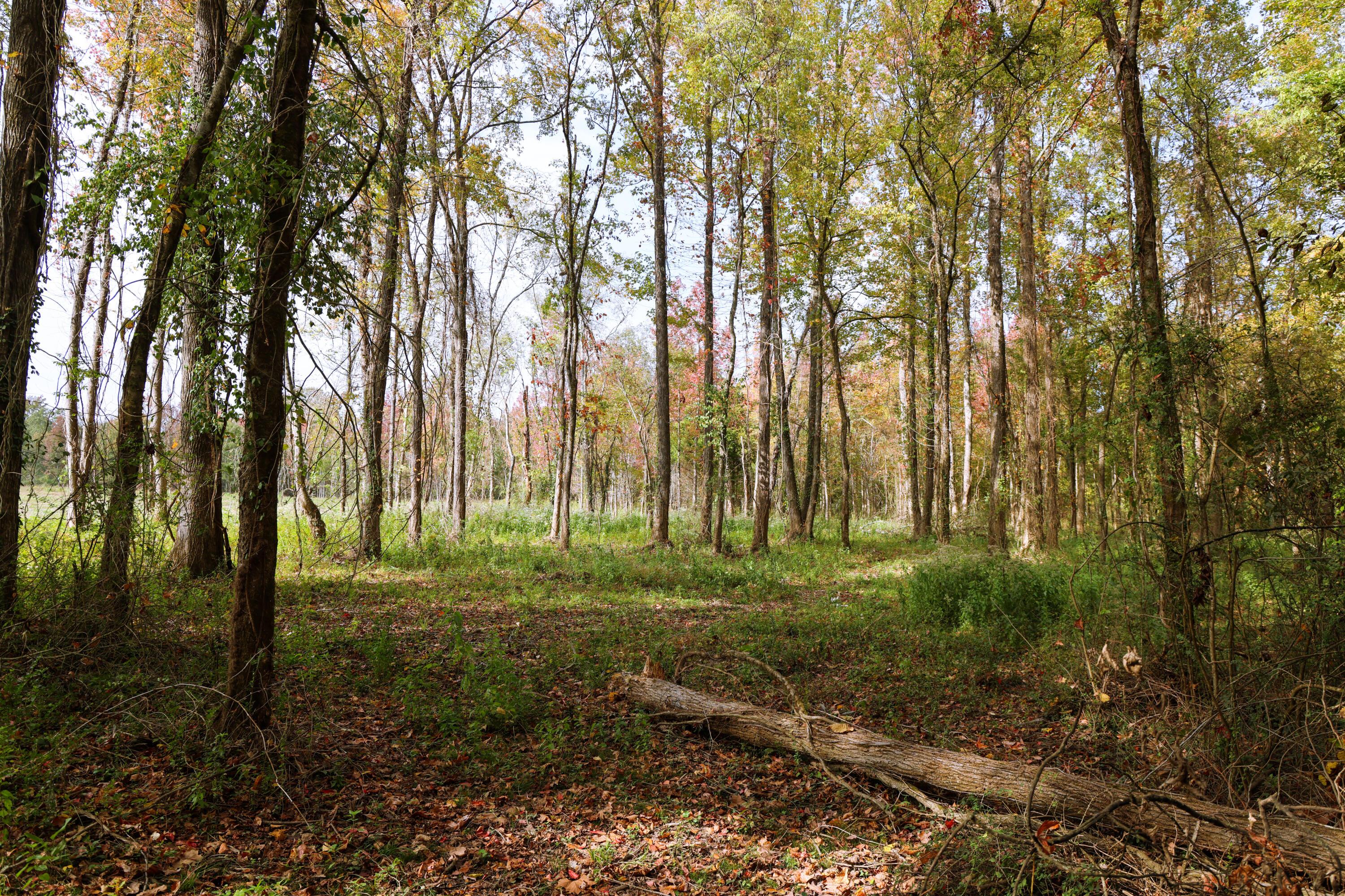 Image 2: Lot 25B Interior