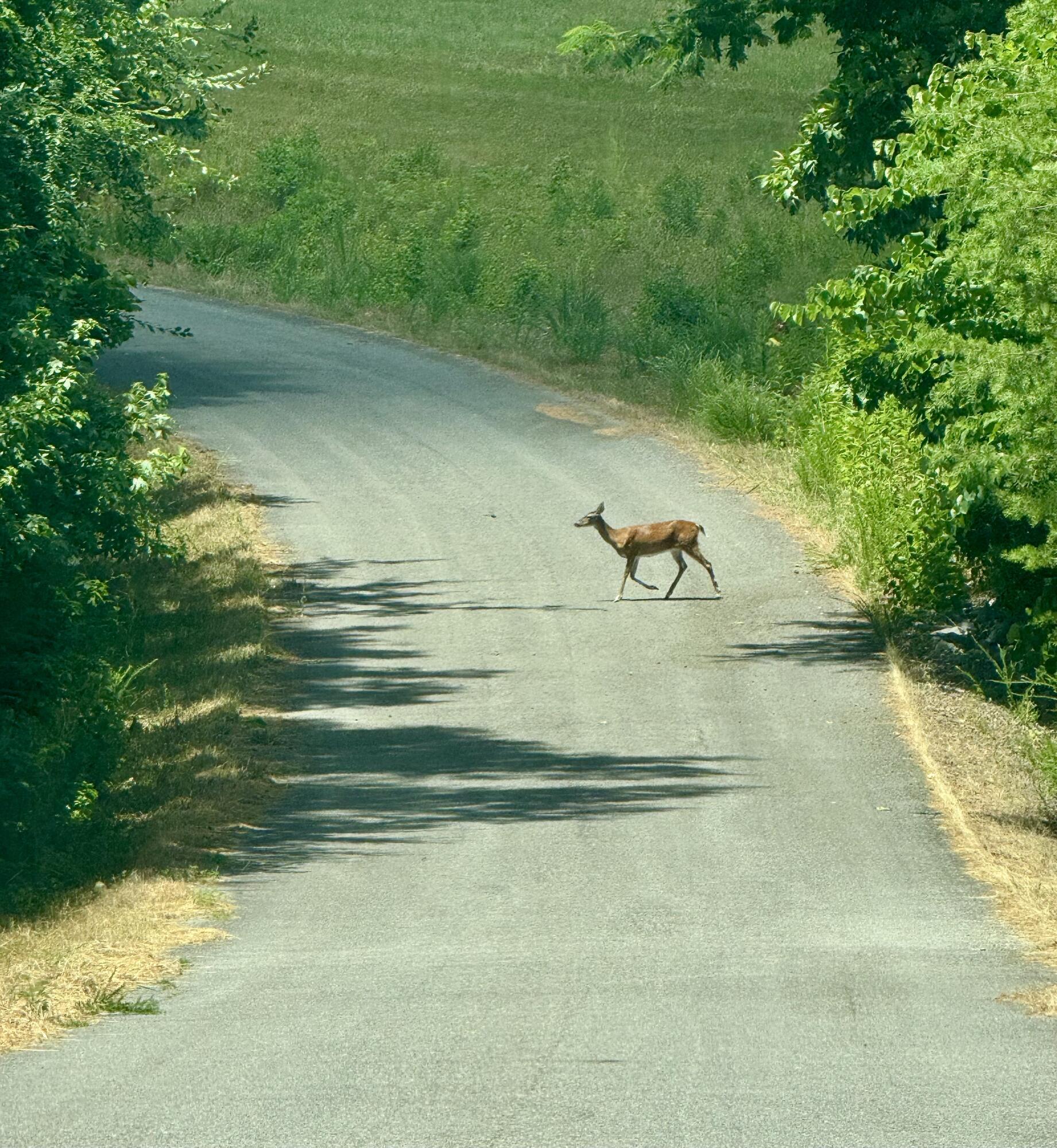 Image 4: Deerx_5233
