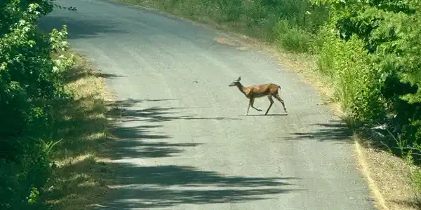 Image 4: Deerx_5233