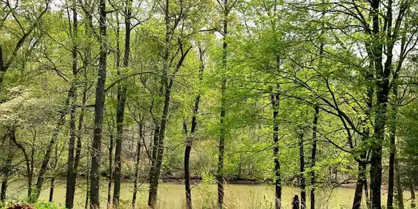 Lot 1 County Road 5 Woody Lane