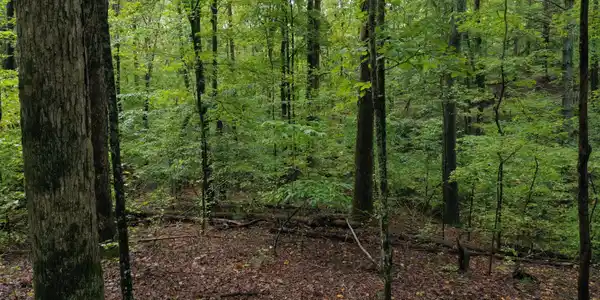 Image 2: Fawnwood 2