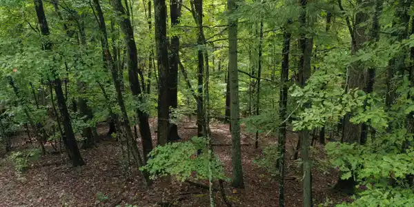 Image 3: Fawnwood 3