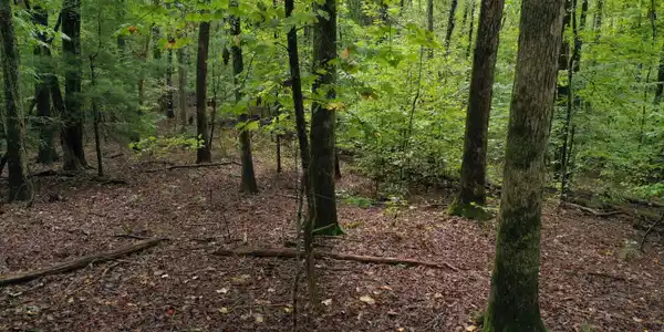 Image 4: Fawnwood 4