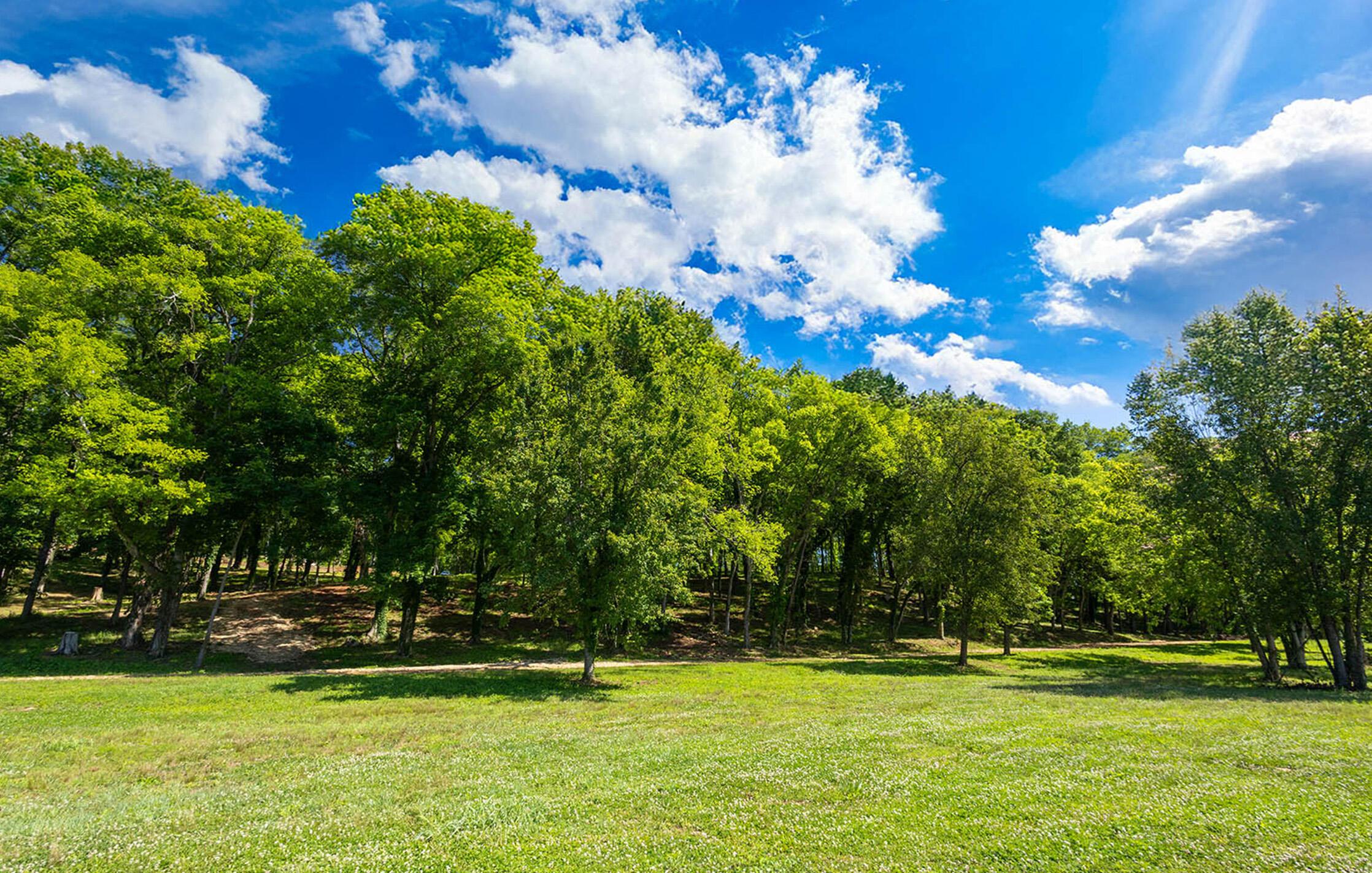 Image 3: Wooded Land
