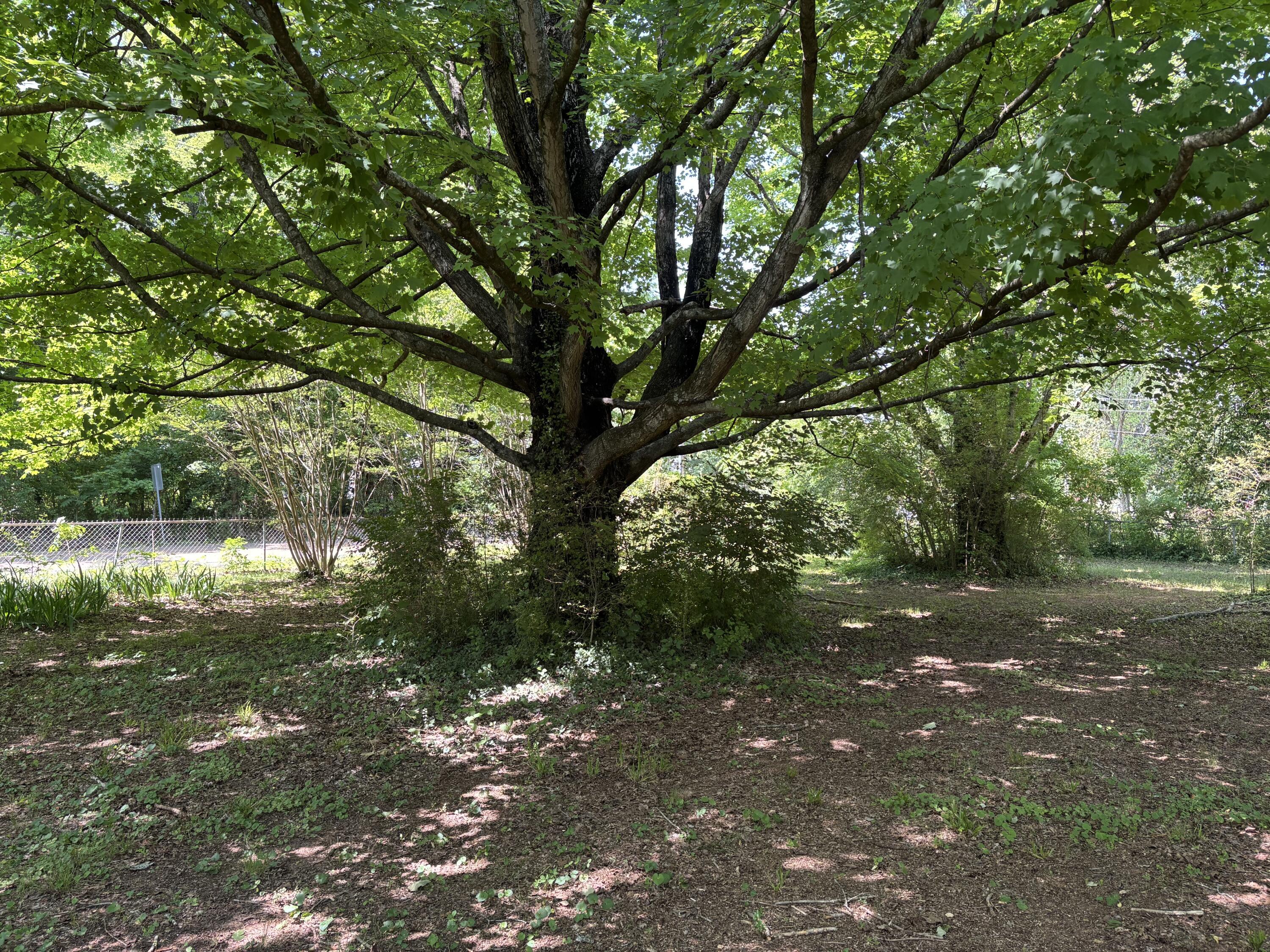 Image 3: IMG_4720