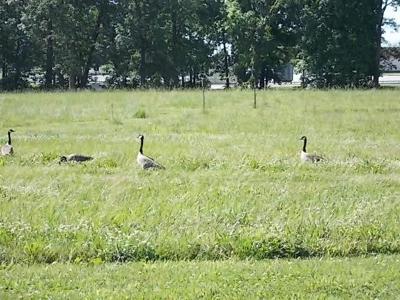 454 Beyers Lake Estate