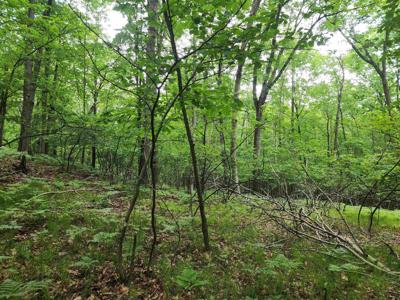 Lot 826 Hemlock Lane