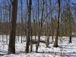 Lot 1352 SYCAMORE