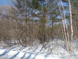 lots 8-13 Maple & Ash