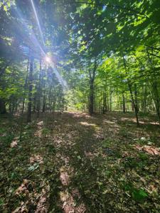 11.90 Acres Vacant Land Oakridge