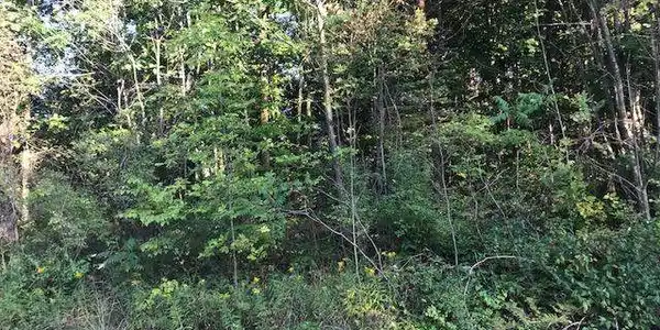55-56 HILLSIDE